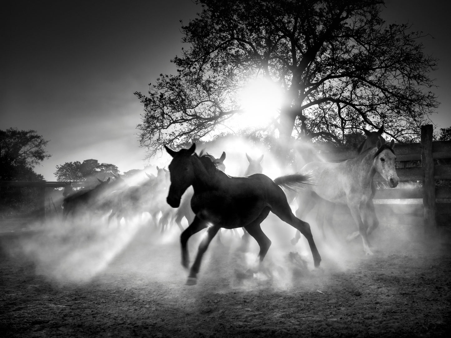 The Pantanal Horses