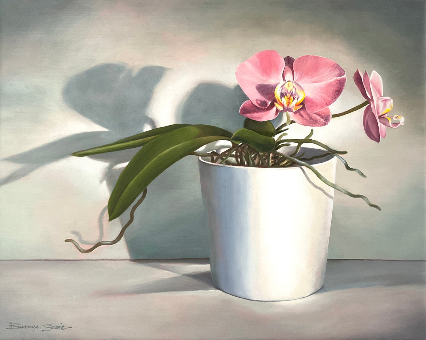 Orchid Shadows