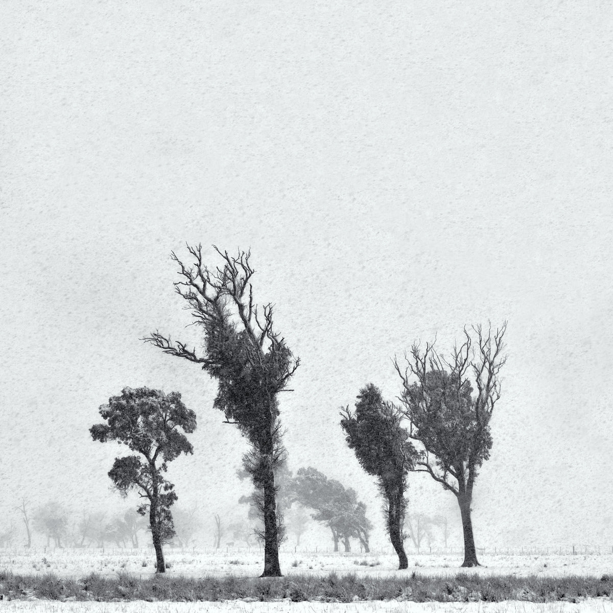 Veiled Sentinels