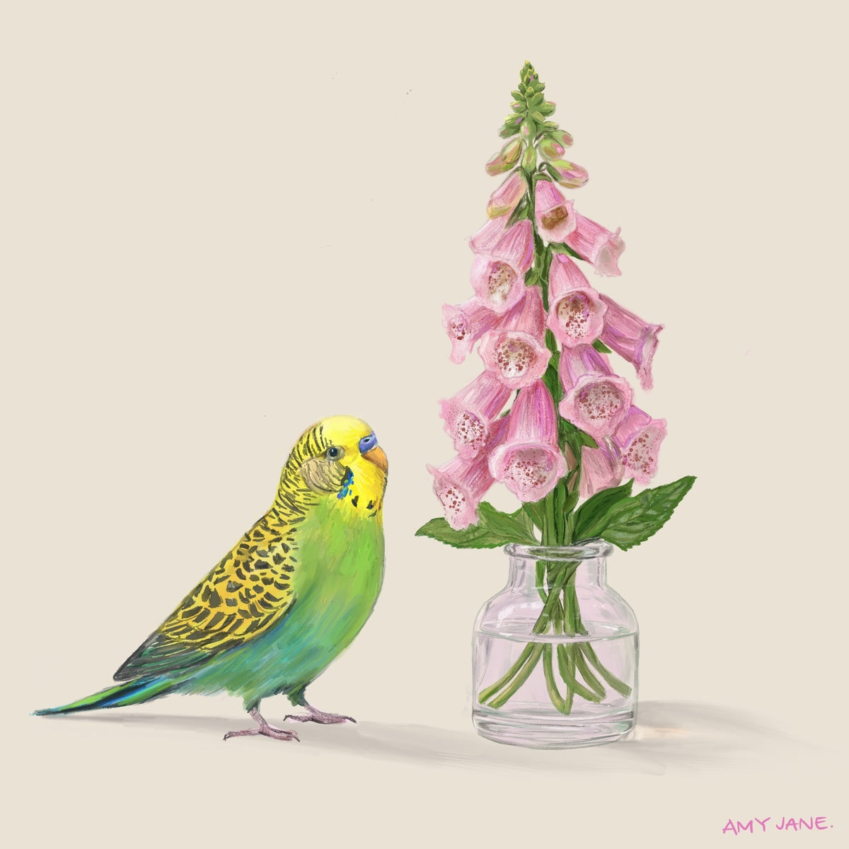 Foxglove Budgie