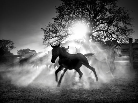 The Pantanal Horses