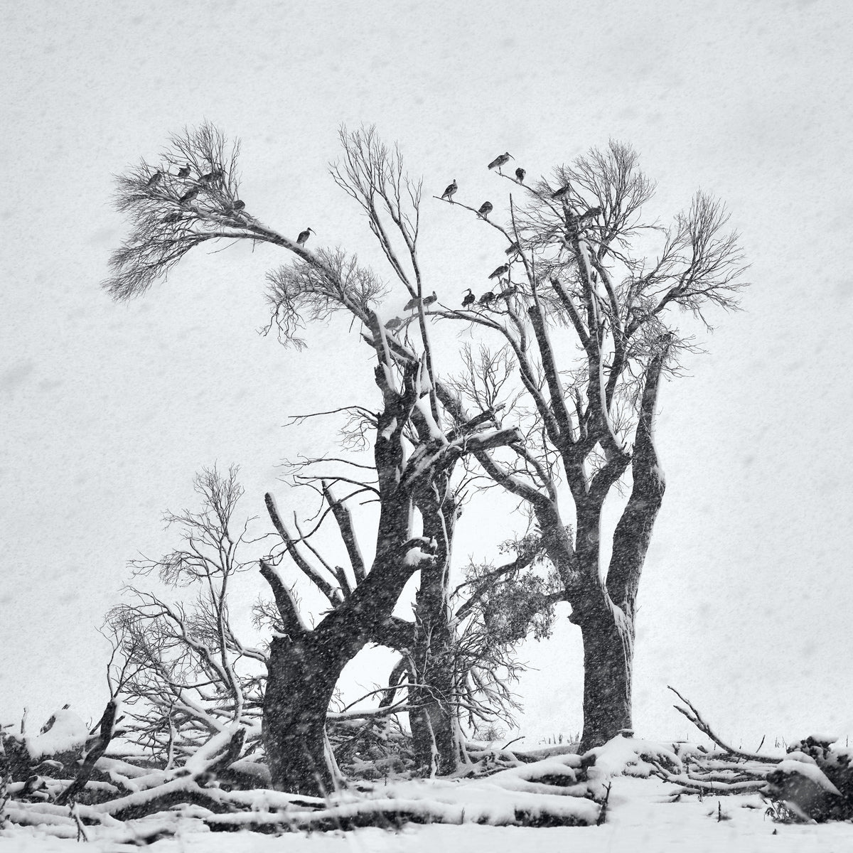 Winter's Fury