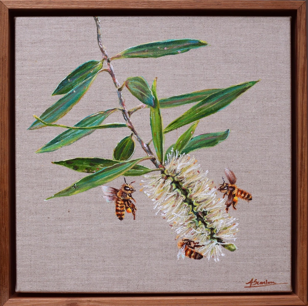 Paperbark Bloom & Honey Bees