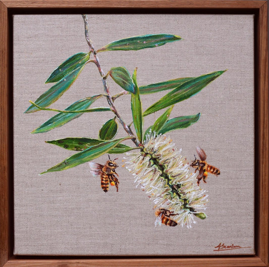 Paperbark Bloom & Honey Bees