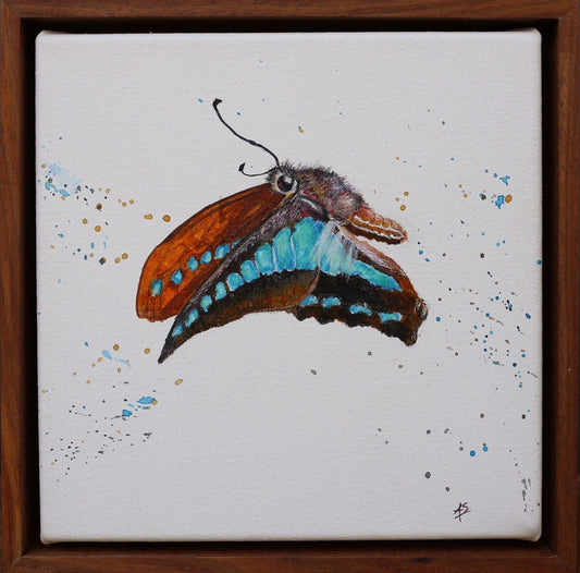 Blue Triangle Butterfly