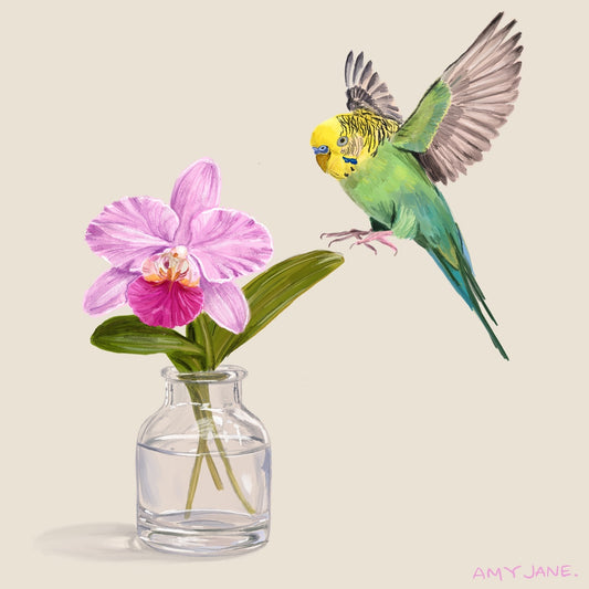 Orchid Budgie