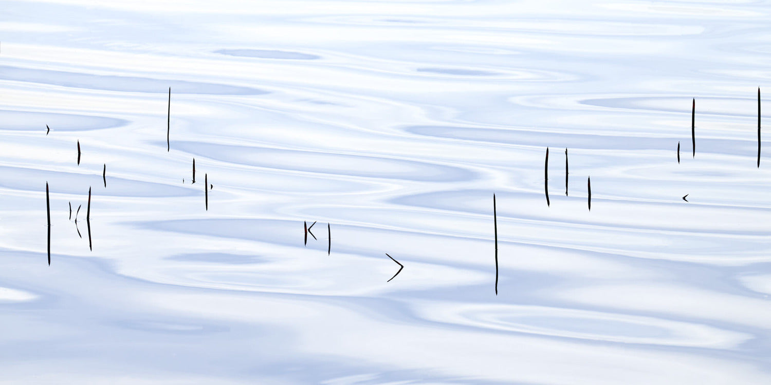 Reed Between The Lines