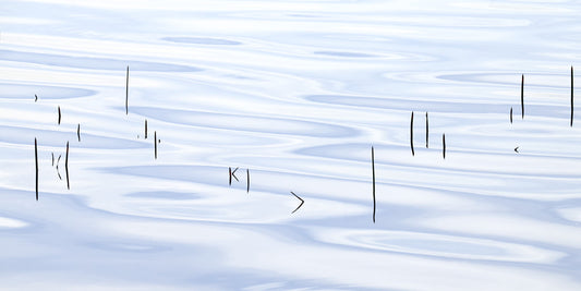 Reed Between The Lines