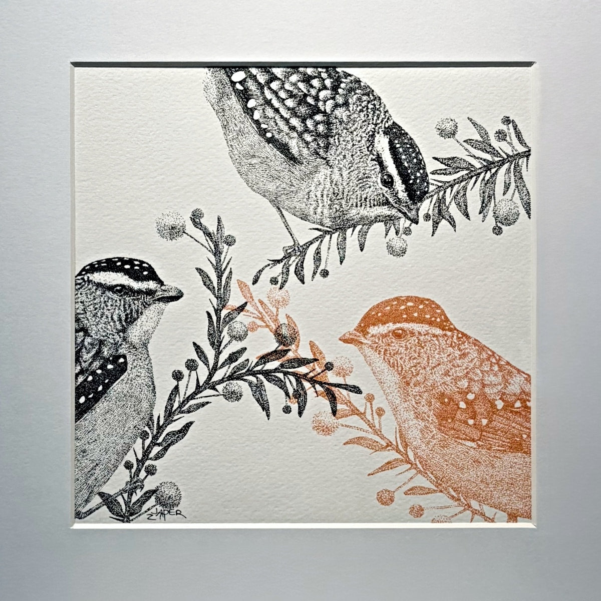 The Pardalote Paradox III